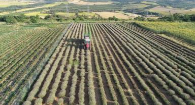 Tekirdağ'da lavanta tarlalarında hasat başladı