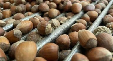 Trabzon'da fındık rekolte tespit çalışmaları başladı