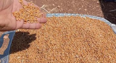 TÜRİB Buğday Ekmeklik Fiyat Endeksi