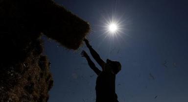 Yaklaşık 900 milyon çiftçi için sıcaklık stresi alarmı