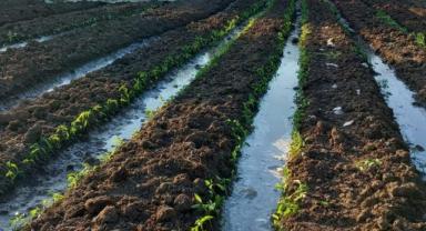 YK Enerji, Milas'ta bin dönümlük tarım arazisinin sulama sorununu çözdü