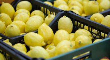 Dalaman TİGEM'de limon dalında 6 liradan ihaleye çıkacak