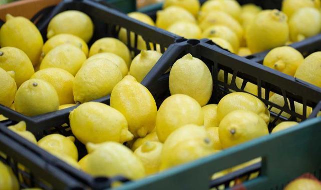 Dalaman TİGEM'de limon dalında 6 liradan ihaleye çıkacak