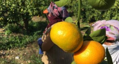 Narenciye ihracatında 2023 hedefi 1 milyar dolar