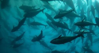 Orkinos ihracatı yılın ilk yarısında 40 milyon dolar döviz getirdi