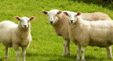 TARSİM'den Türkiye Damızlık Koyun Keçi Yetiştiricileri Merkez Birliği'ne ziyaret