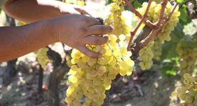 Tekirdağ bağlarında üzüm hasadı başladı