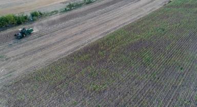 Trakya'da ayçiçeğinde hasat devam ediyor