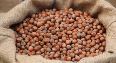 Türkiye fındık ihracatından 11 ayda 1,7 milyar doları aşkın gelir elde etti