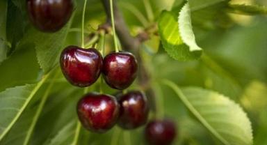 Türkiye'nin kiraz ihracatı 205 milyon dolara ulaştı