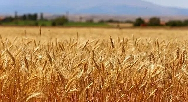 18-22 Eylül 2023 haftası tarım ürünleri piyasası