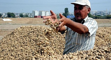 Adana'da yer fıstığı hasadı sürüyor