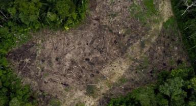 Brezilya'da Amazon yağmur ormanlarındaki ormansızlaşma ağustosta 3'te 2 azaldı