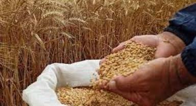 Bulgaristan’da çiftçiler, Ukrayna'dan tahıl ithalatı yasağının kaldırılmasını protesto etti