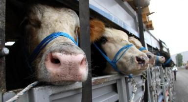 Büyükbaş ve küçükbaş hayvan sayısında azalma yaşandı