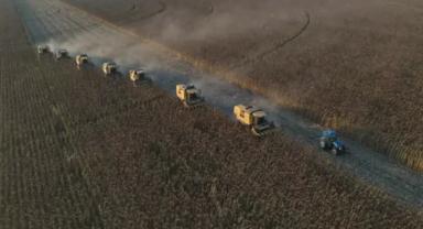 Dalaman TİGEM işletmesinde ayçiçeği hasadı yapılıyor