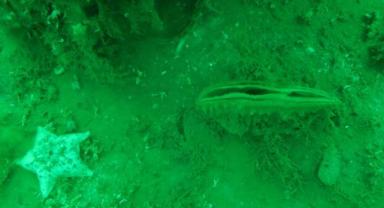 Erdek Körfezi'ndeki genç pinalar Marmara Denizi'nin ekosistemine umut oldu