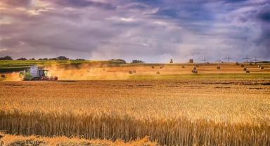 İstanbul’da atıl araziler üretime kazandırılıyor