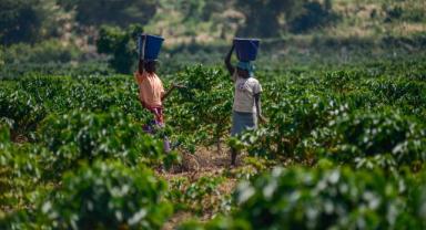 Kenya'da kahve üretimi
