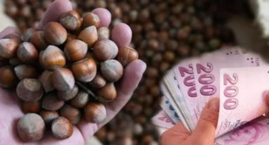 Ordu'da serbest piyasada fındığın kilogramı 100 liradan işlem görüyor