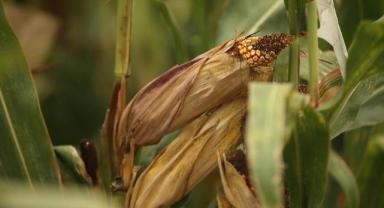 Sakarya'da geliştirilen yerli mısır tohumları ıslah süresinde sağladığı tasarrufla dikkati çekiyor