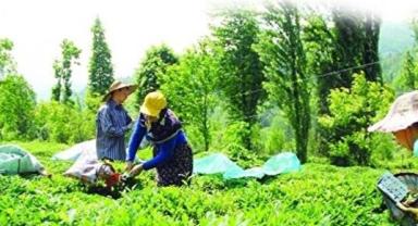 Şekerbank'tan çiftçilere finansman kolaylığı