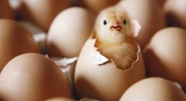 Türkiye, kuş gribinde 