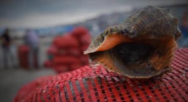 Türkiye'nin deniz salyangozu ihracatı 8 ayda 11,6 milyon doları aştı