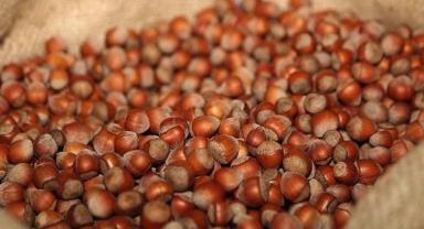 TZOB Yönetim Kurulu Üyesi Soydan, TMO'nun fındık satacağı iddialarını değerlendirdi: