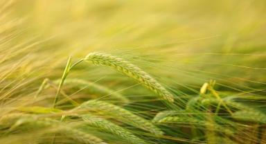 2-6 Ekim 2023 haftası tarım ürünleri piyasası