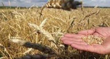 25-29 Eylül 2023 haftası tarım ürünleri piyasası