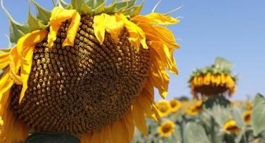 Bayburt'ta çerezlik ayçiçeği üretim alanı genişliyor