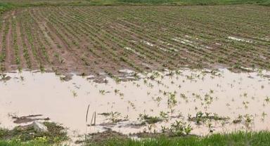 BM: Son 30 yılda afetler nedeniyle tahmini 3,8 trilyon dolarlık mahsul kaybedildi