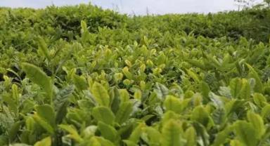 Çay üreticilerine 1 milyar 763 milyon liralık destek ödemesi yarın yapılacak