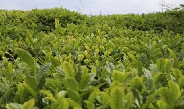 Çay üreticilerine 1 milyar 763 milyon liralık destek ödemesi yarın yapılacak