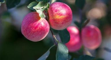 Çin, elma üretiminde dünya birincisi