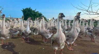 Çinli öğrenciler, yapay zekayla kazları tedavi eden program geliştirdi