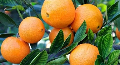 Çukurova'da iklim şartlarının uygun gitmesi narenciyede rekolte beklentisini artırdı