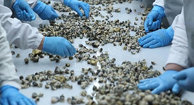 Deniz salyangozu 9 ayda en çok Güney Kore'ye satıldı