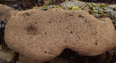 Deniz solucanından ilham aldılar, düşük karbonlu yapı malzemesi geliştirdiler