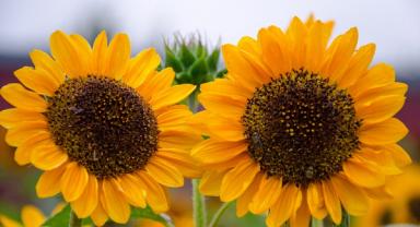 Güneydoğu’nun ayçiçeği ihracatı 9 ayda 400 milyon dolar oldu