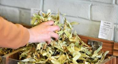 Ihlamurun Fiyatı Altınla Yarışıyor