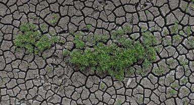 İklim değişikliğinin artan etkileri, tarımda daha fazla adaptasyon politikası gerektiriyor