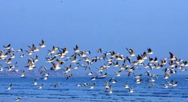 İklim kriziyle sulak alanların azalması kuşların göç serüvenini tehlikeye sokuyor