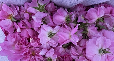 Isparta'da gül çiçeği alım fiyatı 51 liraya yükseltildi