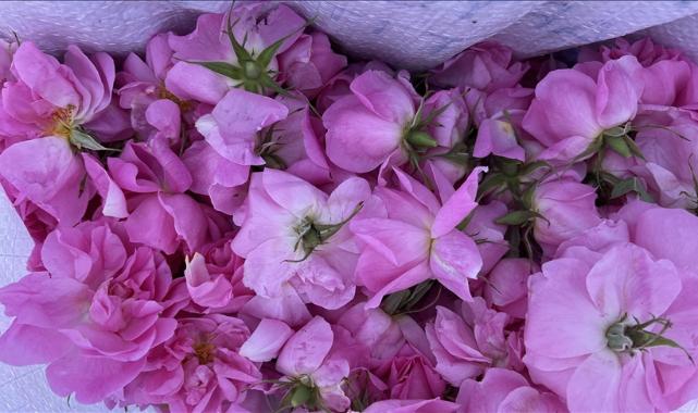 Isparta'da gül çiçeği alım fiyatı 51 liraya yükseltildi