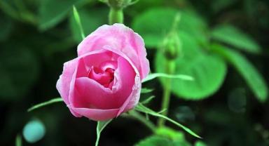 Isparta'da gül çiçeği alım fiyatı 51 liraya yükseltildi