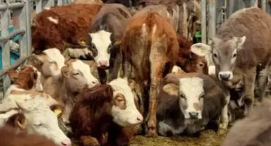 Kayseri'ye yıllık 20 milyar lira katkı sağlayacak canlı hayvan borsası ve pazar yeri açılacak