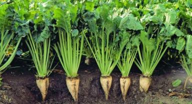 Konya Şeker'den 113 milyon 484 bin liralık motorin avansı