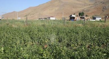 Muş'ta üretime kazandırılan atıl durumdaki arazilerden 200 milyon lira gelir elde edildi